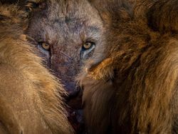 Deretan Jawara Fotografi Alam Liar yang Bikin Terpukau