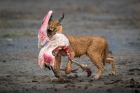 Nature TTL Photographer of the Year 2022