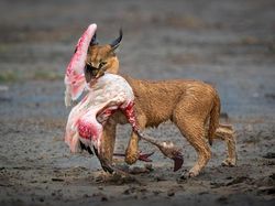 Deretan Jawara Fotografi Alam Liar yang Bikin Terpukau