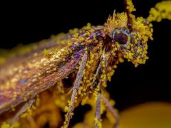 Deretan Jawara Fotografi Alam Liar yang Bikin Terpukau