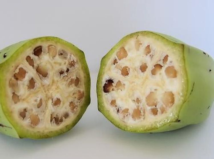 Beda dengan Sekarang, Ini Tampilan Buah dan Sayuran Ribuan Tahun Lalu