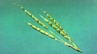 Begini penampilan jagung saat mulai dikembangbiakkan pada 7.000 tahun sebelum Masehi. Kini jagung ukurannya jauh lebih besar dan mudah dikupas. Foto: Science Alert