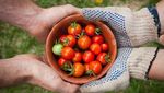Beda dengan Sekarang, Ini Tampilan Buah dan Sayuran Ribuan Tahun Lalu