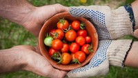 Sama seperti jagung, saat dibudidaya pertama kali, tomat juga memiliki ukuran yang jauh lebih mungil dibandingkan tomat yang kini ditemui di pasaran. Foto: Science Alert