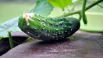 Beda dengan Sekarang, Ini Tampilan Buah dan Sayuran Ribuan Tahun Lalu
