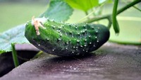 Dulu, timun tumbuh dengan memiliki duri pada lapisan kulitnya. Selain itu, timun juga penuh dengan biji. Dulu timun santer disebut sebagai buah beracun. Foto: Science Alert