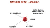 Buah persik dibudidaya sekitar 4.000 tahun sebelum Masehi. Dan beginilah penampakan buah persik saat itu. Rasanya ada rasa tanah dan sedikit asin. Foto: Science Alert