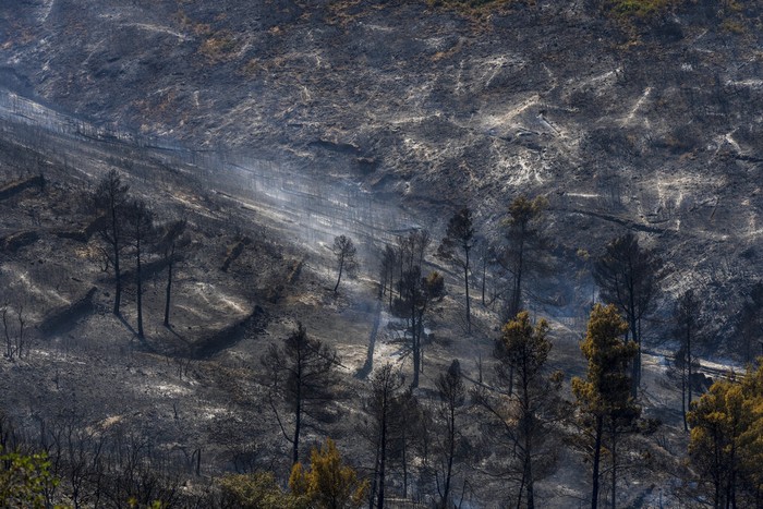 Gelombang panas mengakibatkan kebakaran hutan di Spanyol. Begini penampakan hutan di Spanyol yang telah hangus dilalap api.