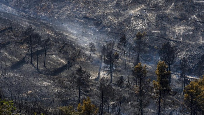 Penampakan Hutan yang Gosong Akibat Kebakaran di Spanyol Gelombang panas mengakibatkan kebakaran hutan di Spanyol. Begini penampakan hutan di Spanyol yang telah hangus dilalap api.