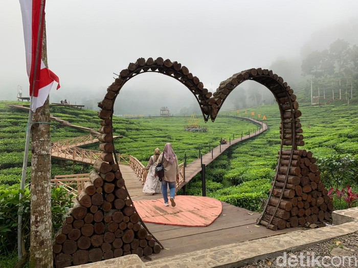 Wisata kebun teh Jember Wisata kebun teh Jember