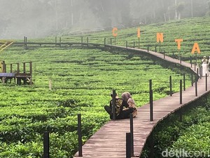 Jember Punya Wisata Kebun Teh lho, Sudah Tahu?