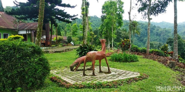 Wisata kebun teh Jember