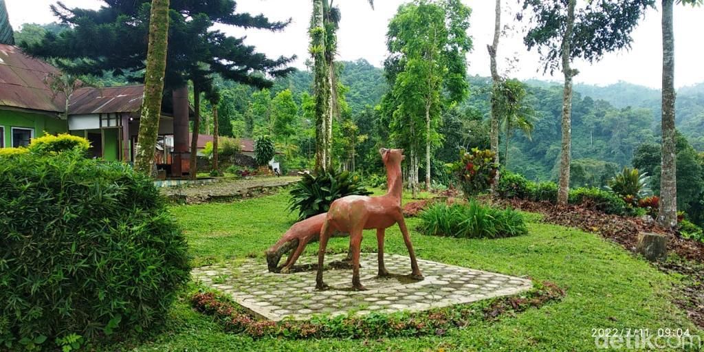 Wisata kebun teh Jember