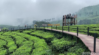 Ide Liburan di Jember, Main ke Kebun Teh Rengganis