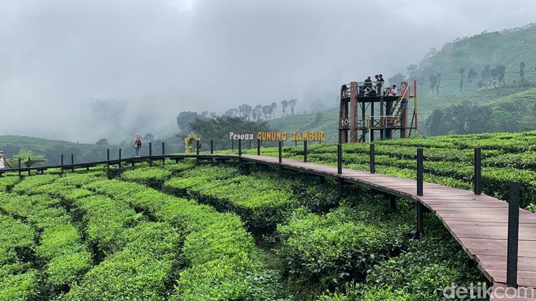 Wisata kebun teh Jember Wisata kebun teh Jember