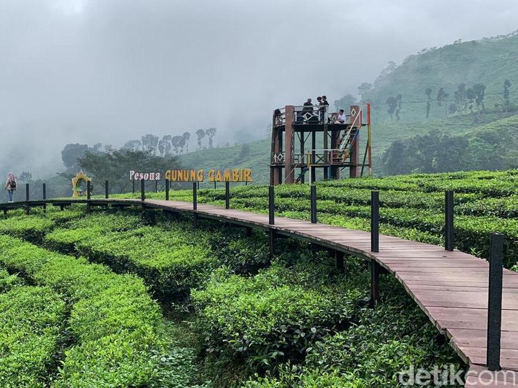 Ide Liburan di Jember, Main ke Kebun Teh Rengganis