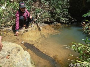 Kisah Ikan Keramat Penghuni Sungai Ponorogo, Haram Buat Diambil!