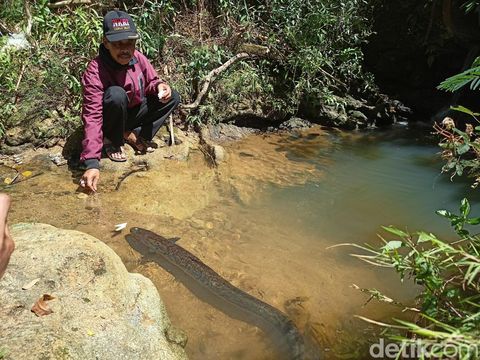 ikan sidat