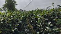 Kebun Teh Cikuya menjadi satu-satunya kebun teh yang ada di Provinsi Banten.