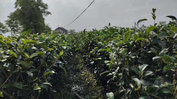 Kebun Teh Cikuya di Kabupaten Lebak, Banten.