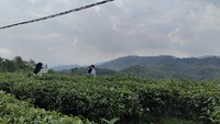 Lokasi Kebun Teh Cikuya berada di Kampung Cikuya, Desa Hegarmanah, Kecamatan Cibeber, Lebak.