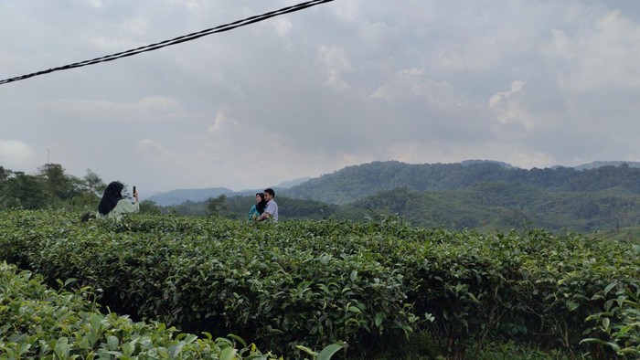 Kebun Teh Cikuya di Kabupaten Lebak, Banten. Kebun Teh Cikuya di Kabupaten Lebak, Banten.