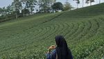 Rupa Kebun Teh Satu-satunya di Banten, Kualitas Tehnya Terbaik di Dunia