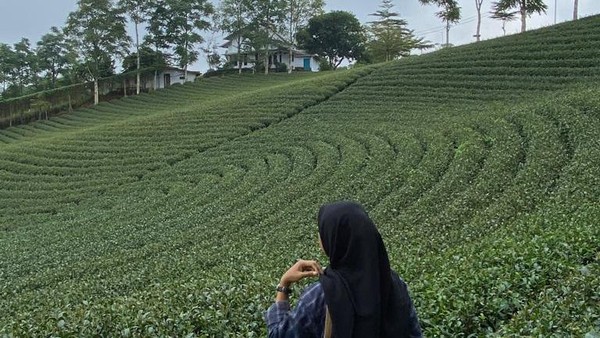 Jarak Kebun Teh Cikuya sekitar 139 kilometer dari Ibu Kota Kabupaten Lebak atau kira-kira 3-4 jam perjalanan menggunakan mobil. Jarak Kebun Teh Cikuya sekitar 139 kilometer dari Ibu Kota Kabupaten Lebak atau kira-kira 3-4 jam perjalanan menggunakan mobil.