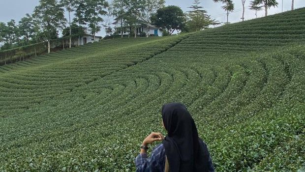 Lanskap Kebun Teh Cikuya di Kabupaten Lebak, Banten