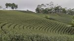 Rupa Kebun Teh Satu-satunya di Banten, Kualitas Tehnya Terbaik di Dunia