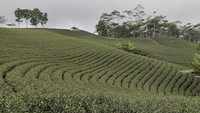 Daya tarik destinasi Kebun Teh Cikuya ada pada lanskap perkebunan teh dan hawanya yang sejuk.