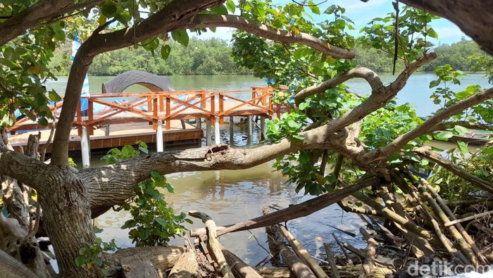 Lokasi wisata Mangrove di Bengkulu