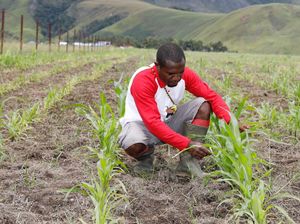 Papua Muda Inspiratif Inisiasi Tanam Jagung di 44 Hektare Lahan Mati