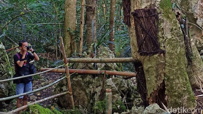 Pohon Kuburan Bayi di Tana Toraja