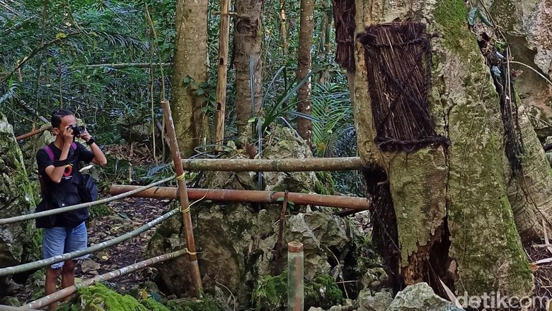 Pohon Kuburan Bayi di Tana Toraja Pohon Kuburan Bayi di Tana Toraja