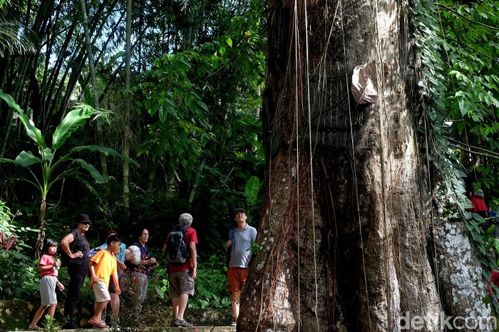 Wisatawan asing takjub melihat pohon kuburan bayi di Tana Toraja.