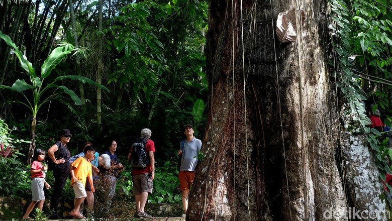 Wisatawan asing takjub melihat pohon kuburan bayi di Tana Toraja.