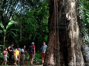Pohon Kuburan Bayi di Tana Toraja Bikin Turis Asing Takjub