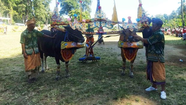 Salah satu tradisi yang ditampilkan Desa Wisata Sudaji, Buleleng Bali pada Jumat (19/8/2022)