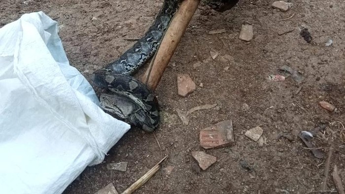 Tim Rescue Pemadam Kebakaran (Damkar) Kabupaten Bogor mengevakuasi ular sanca.
