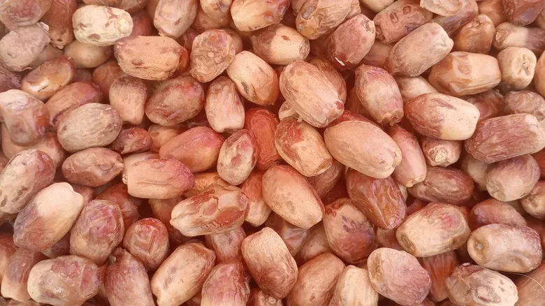 10 Jenis Kurma dan Keunikannya, Ada Rasa Mirip Madu hingga Karamel