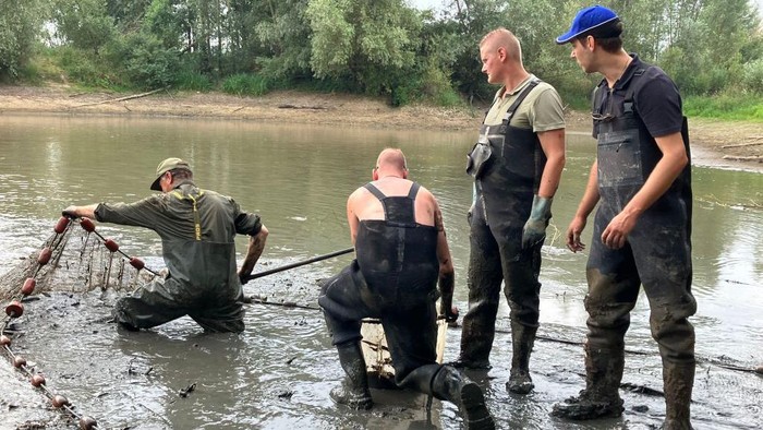 Aksi Nelayan di Belanda Selamatkan Ikan-ikan dari Danau yang Mengering Fishermen pick up fish trapped by receding water levels in the Rhine river due to the drought in Giesbeek on August 17, 2022. - Angler Mark Kouwenhoven grins as he wades into the remains of a dried-up Dutch lake where his colleagues are throwing slime-coated fish into buckets.
It's not the kind of catch they're used to, but that's because this time they're helping the government to save the fish from the drought gripping Europe.
Each fish will be moved nearby to the River IJssel, a Dutch branch of the drought-hit River Rhine that until recently had fed the lake with fresh water.
Dry, parched banks are now exposed to the air along the Dutch distributaries of the Rhine such as the Waal, the Nederrijn and the IJssel.
The water in the small lake near the town of Giesbeek used to be about a metre higher, with fish swimming in from the IJssel, but is now down to about 10 centimetres. (Photo by Danny KEMP / AFP) (Photo by DANNY KEMP/AFP via Getty Images)