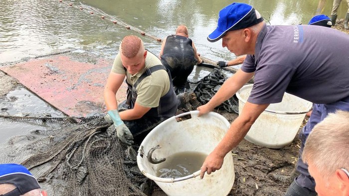 Aksi Nelayan di Belanda Selamatkan Ikan-ikan dari Danau yang Mengering Fishermen pick up fish trapped by receding water levels in the Rhine river due to the drought in Giesbeek on August 17, 2022. - Angler Mark Kouwenhoven grins as he wades into the remains of a dried-up Dutch lake where his colleagues are throwing slime-coated fish into buckets.
It's not the kind of catch they're used to, but that's because this time they're helping the government to save the fish from the drought gripping Europe.
Each fish will be moved nearby to the River IJssel, a Dutch branch of the drought-hit River Rhine that until recently had fed the lake with fresh water.
Dry, parched banks are now exposed to the air along the Dutch distributaries of the Rhine such as the Waal, the Nederrijn and the IJssel.
The water in the small lake near the town of Giesbeek used to be about a metre higher, with fish swimming in from the IJssel, but is now down to about 10 centimetres. (Photo by Danny KEMP / AFP) (Photo by DANNY KEMP/AFP via Getty Images)