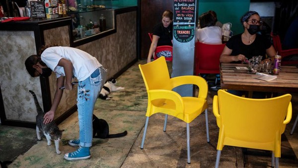 Sejumlah pengunjung menikmati berinteraksi dengan kucing sambil menikmati kopi di kafe kucing di Caracas. Carol Matheus, pemilik kafe, menegaskan bahwa orang-orang yang datang ke cafenya untuk menghabiskan waktu bersama kucing.