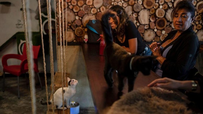Bersantai Sejenak di Kafe Kucing Venezuela, Gemesin Women pet a cat while waiting for a coffee at a cat cafe in Caracas, on August 19, 2022. - Carol Matheus, the owner of the cafe, affirms that people come to her business to spend time with the cats and it serves them as anti-stress therapy. The cats at the cafe were rescued from the streets. (Photo by Yuri CORTEZ / AFP) (Photo by YURI CORTEZ/AFP via Getty Images)