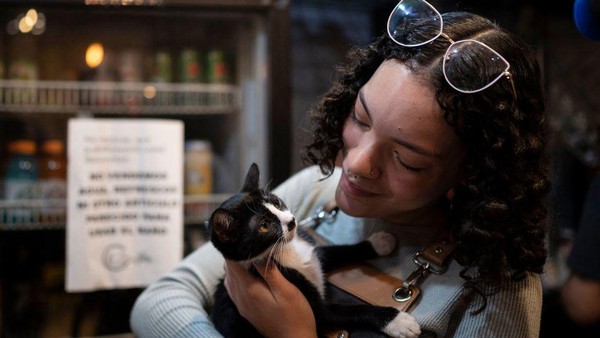 Seorang karyawan menggendong kucing di kafe kucing di Caracas, Venezuela, Jumat, (19/8/2022).