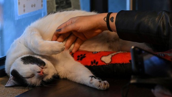 Seorang pengunjung mengelus kucing yang sedang tertidur. Pengunjung mempercayai kucing bisa menjadi terapi anti stres.