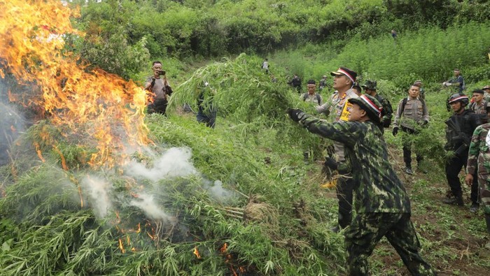 BNN-BRIN Musnahkan Ladang Ganja 4 Hektar Siap Panen di Mandailing Natal