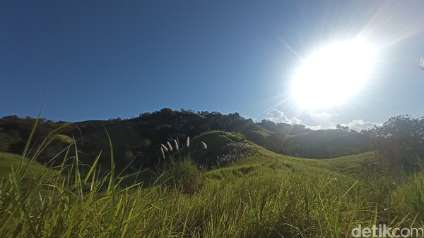 Di sisi kiri, perbukitan hijau tampak sangat menyegarkan. Ilalang dengan bunga putih menjulang tinggi dibelai angin. (bonauli/detikcom) Di sisi kiri, perbukitan hijau tampak sangat menyegarkan. Ilalang dengan bunga putih menjulang tinggi dibelai angin. (bonauli/detikcom)