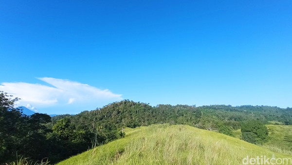 Luas bukit ini sampai 8 hektar. Tak ada apa-apa selain indahnya rerumputan, ilalang, dan perbukitan. (bonauli/detikcom) Luas bukit ini sampai 8 hektar. Tak ada apa-apa selain indahnya rerumputan, ilalang, dan perbukitan. (bonauli/detikcom)